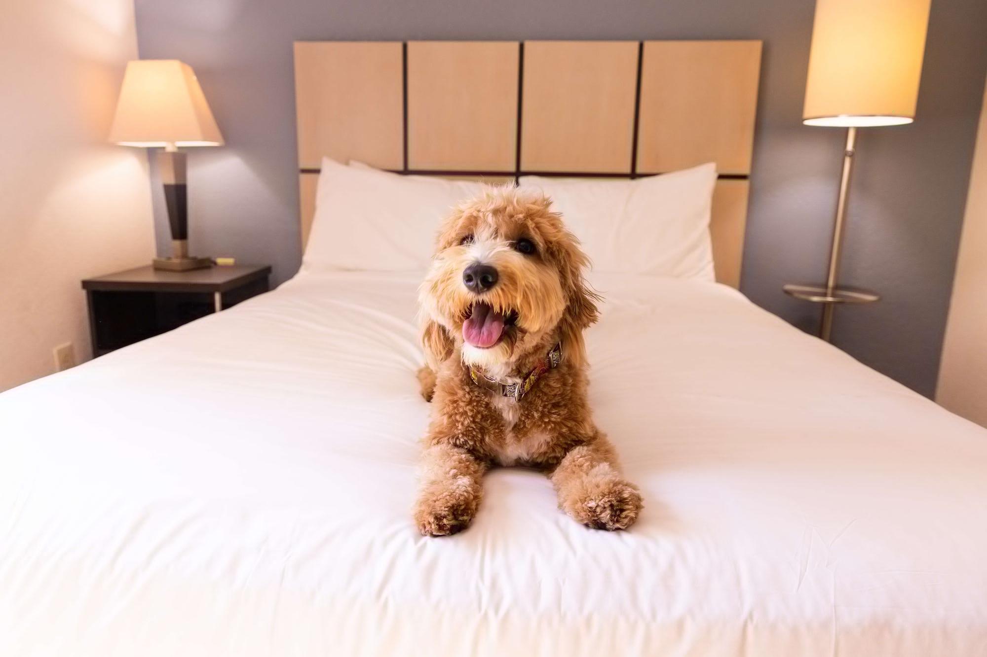 Sonesta Simply Suites Chicago Naperville Warrenville Exteriör bild